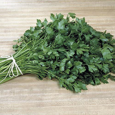 CYBEXIS XLL-86 - Italian Plain Leaf Parsley - (750 Seeds) Seed(750 per packet)