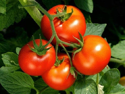 Radha Krishna Agriculture Premium Vegetable Tomato Round Seeds For Home Gardening Pack Of 70 Seed(70 per packet)