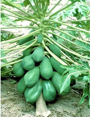 wequality Hybrid papaya seeds/Red lady papaya seeds for plant Seed(70 per packet)