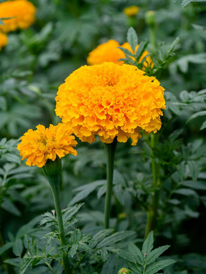BALCONYPLANTX marigold/gende ka phool flower seeds Seed(50 per packet)