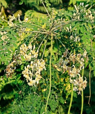 ibains Moringa seeds pkm 2 pack Seed(142 per packet)