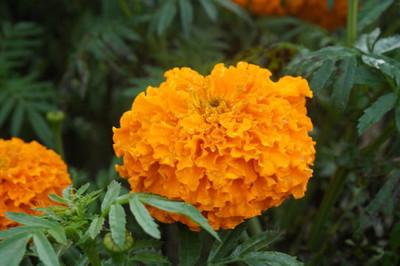 Portia marigold/gende ka phool flower seeds Seed(50 per packet)