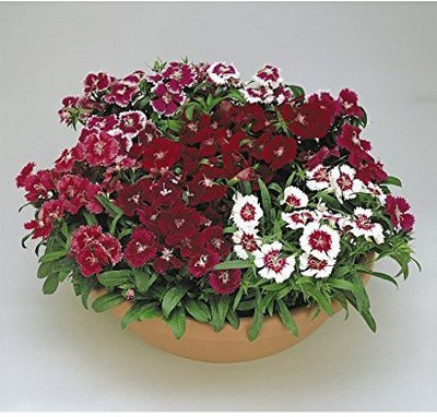 CYBEXIS Dianthus-F2 Dwarf Mix Flower Seeds Seed(1 g)