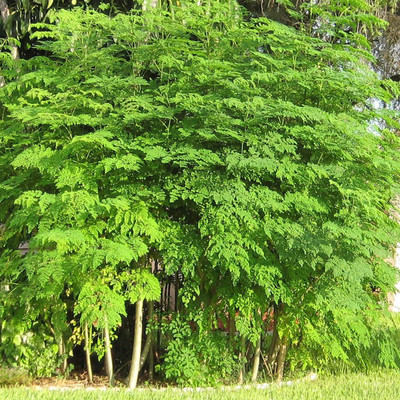 Qualtivate GBPT-3A Moringa Oleifera-Drumstick Horseradish Tree Seed(50 per packet)