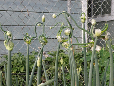 Qualtivate XLL-596 Egyptian Walking Catawissa Tree Onion Seed(1000 per packet)