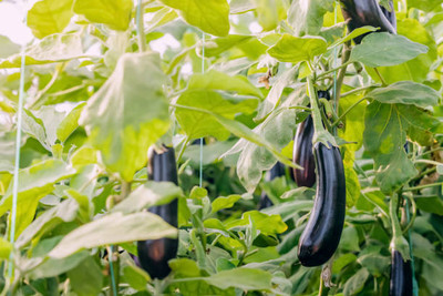 Kodali Hybrid F1 Brinjal Seeds Pack Of 73 Seed(73 per packet)
