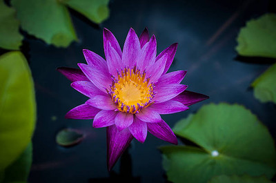 Cosmos lotus,kamal gatta Seed(14 per packet)