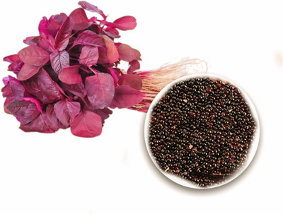 PlantsEarth Red Spinach, Red Amaranthus, Lal Saag Seed(150 per packet)