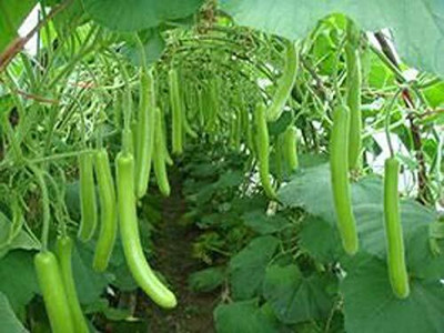 KNESSiN Bottle Gourd Seed || Lauki seed-[100gm] Seed(400 per packet)