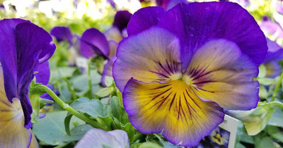 CYBEXIS Good Germination Pansy/butterfly Flower Mixed Colour F1 Hybrid Seeds Seed(1 g)