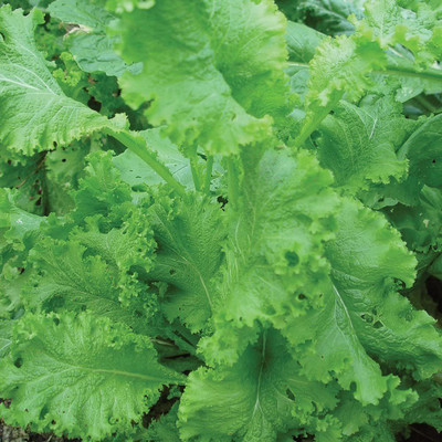 VibeX LXI-22 - Southern Giant Curled Mustard - (2250 Seeds) Seed(2250 per packet)
