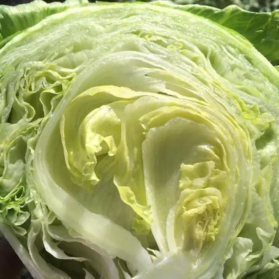 Quentova Ice Berg Lettuce-IACR-22D Seed(300 per packet)