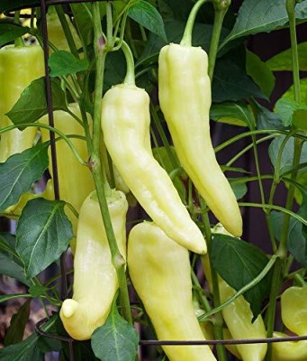 ActrovaX Banana pepper (yellow wax pepper,banana chilli) [5gm Seeds] Seed(5 g)