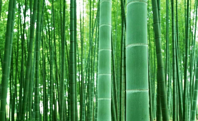 BDSresolve Bamboo seeds PACK OF 53 Seed(53 per packet)