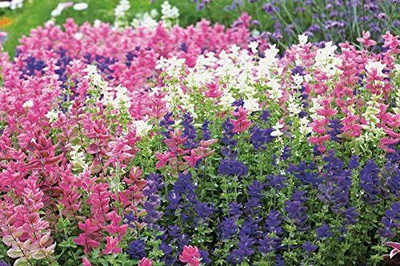 CYBEXIS GUA-49 - Clary Tricolor (Painted Sage) - (1350 Seeds) Seed(1350 per packet)