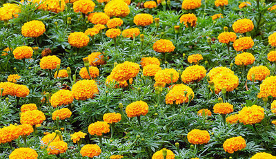 Astra marigold/gende ka phool flower seeds Seed(25 per packet)