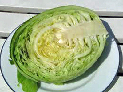 WILLVINE VNR -I Cabbage Seed, Golden Acre, Heirloom [1g] Seed(300 per packet)