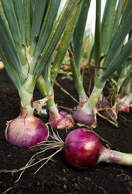 VibeX ® VXI-930 F1 Hybrid Red Nasik Onion Seeds Seed(1000 per packet)