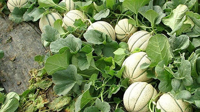 Aro Muskmelon, Kharbuja Seed(55 per packet)