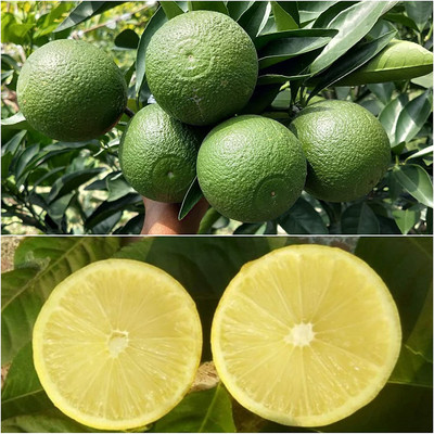 Aywal Lemon , Nimbu Seed(14 per packet)