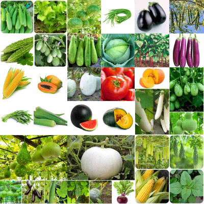 the green dotcom 40 variety summer Season vegetable seeds combo Seed(1450 per packet)