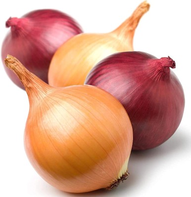 CYBEXIS F1 Hybrid Onion Seeds 2000 Seeds Seed(2000 per packet)