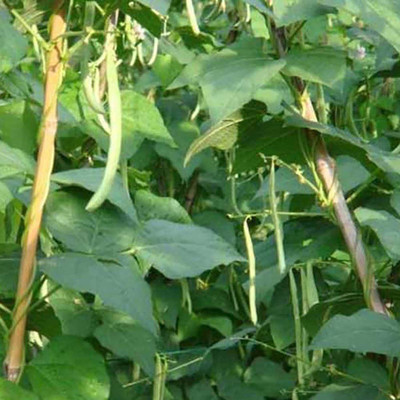 CYBEXIS Good Germination Runner Beans Seeds400 Seeds Seed(400 per packet)