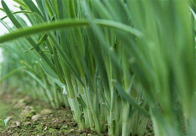 CYBEXIS LX-13 - Garlic Chives - (750 Seeds) Seed(750 per packet)