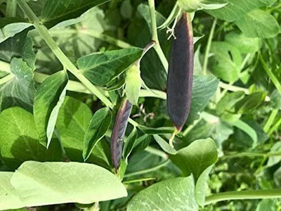 Qualtivate RES-2A Magnolia Sugar Snap Pea Seed(200 per packet)