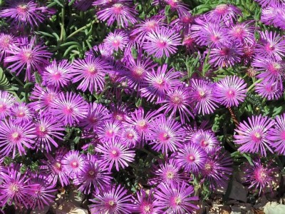 CYBEXIS Hybrid MOUNTAIN ICE PLANT Magenta Fuchsia Delosperma Cooperi Flower Seeds Seed(1 g)