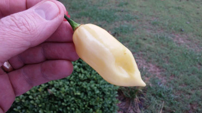WILLVINE Fatalii white Chilli Pepper Seeds,Seeds,High Germination -[3000 Seeds] Seed(3000 per packet)