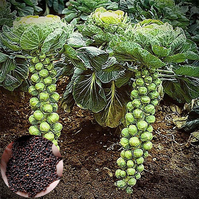 CYBEXIS F1 Hybrid Brussels Sprout Seeds2000 Seeds Seed(2000 per packet)