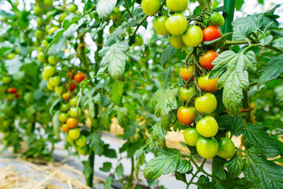 DENWYK tomato Seed(105 per packet)