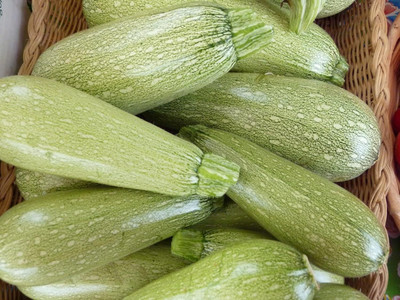 Qualtivate XXX-2A Summer Squash Seeds Seed(30 per packet)