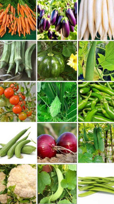 DECORPLIX Vegetable seeds combo Seed(25 per packet)
