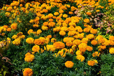 Quentova marigold/gende ka phool flower seeds Seed(50 per packet)