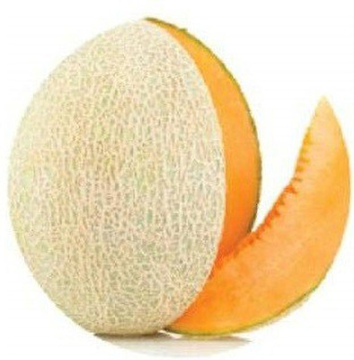 CYBEXIS XLR-91 - Hybrid Muskmelon - (1350 Seeds) Seed(1350 per packet)