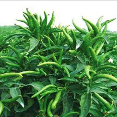 KNESSiN Chilli Hybrid Bengali surajmukhi Seed(200 per packet)