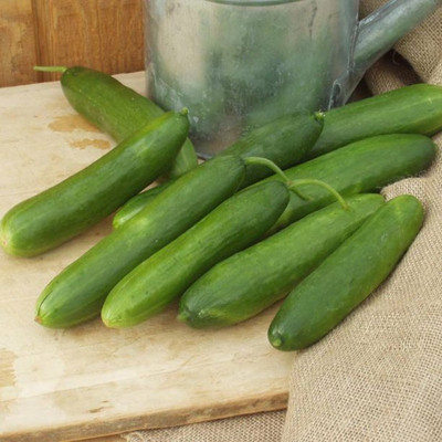 WHYGI Cucumber Centella F1 Seed-CuC_1833 Seed(1000 per packet)