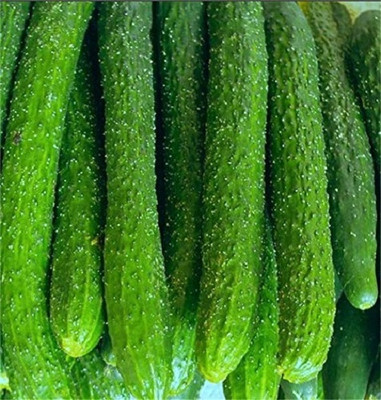 WILLVINE Cucumber Good Taste Green Climbing Tree Seeds-[2000 Seeds] Seed(2000 per packet)