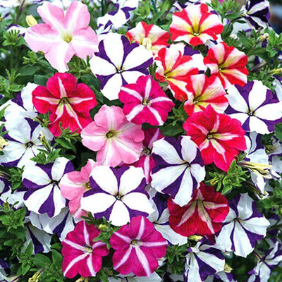 Clint Petunia Star Mix Seed (20 per packet) Seed(20 per packet)
