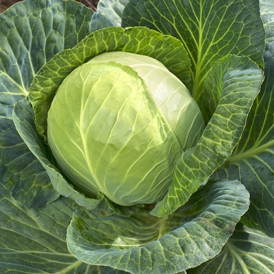 KNESSiN Cabbage Tundra Seed(1250 per packet)