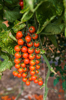 STOY tomato Seed(145 per packet)