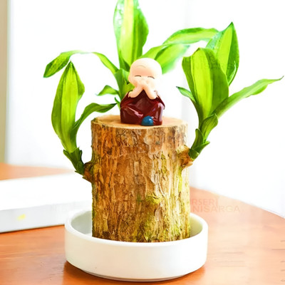 LifoDora Lucky Bamboo Plant(Pack of 1)
