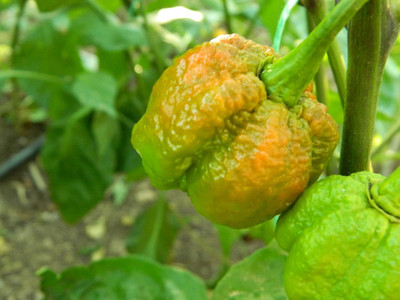 Biosnyg Fast Growing Burgundy Carolina Reaper Chilli Seeds for Garden-(2000 Seeds) Seed(2000 per packet)