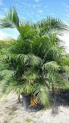 Seedsqlty Areca palm seeds Seed(5 per packet)