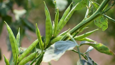 Oliver CLUSTER BEANS SEEDS Seed(50 per packet)