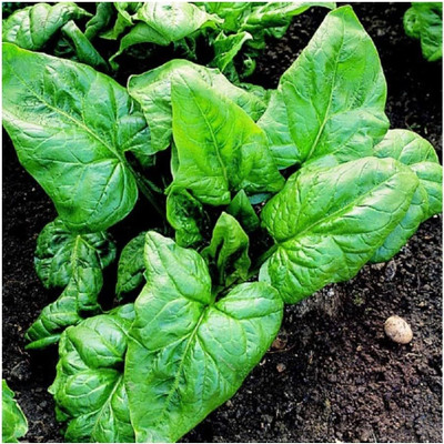 LPR SPINACH , PALAKH Seed(200 per packet)