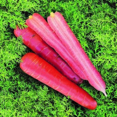 Avysa Carrot RUBY Seed(2000 per packet)