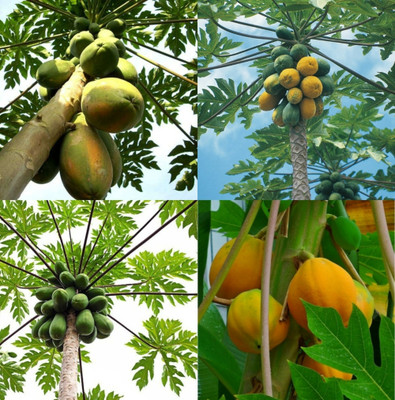 sbains Papaya 786 Hybrid Plant Seeds no of seeds 94 Seed(94 per packet)